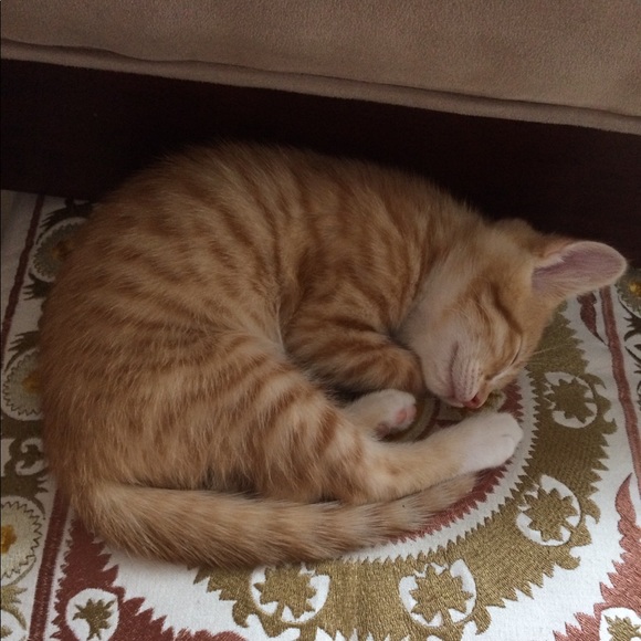 Meet your Posher, Sophia - Picture 1 of 1